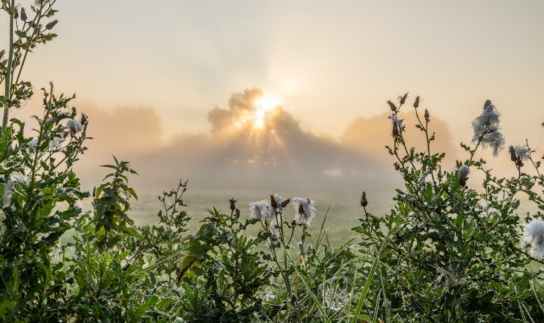 farmer in field at sunrise