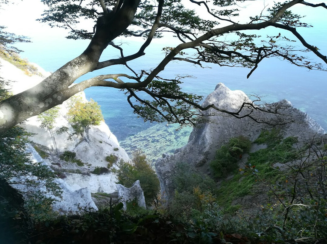 White chalk cliffs and forest at Mons Klint Denmark